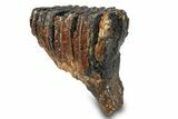 Woolly Mammoth Upper M Molar - North Sea Deposits #295872-1